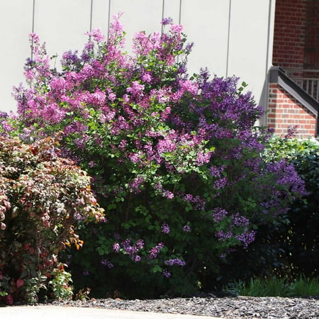 Brighter Blooms - Miss Kim Lilac Shrub, 1 gal - No Shipping to AK, AZ, HI
