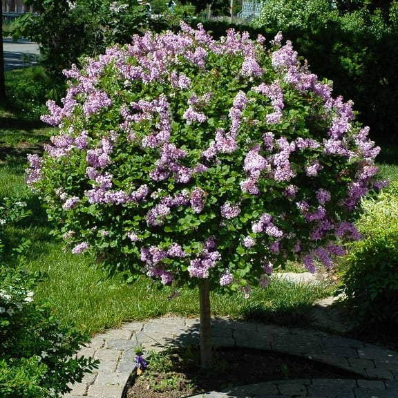 Brighter Blooms - Miss Kim Lilac Tree, 3-4 ft. - No Shipping to AK, AZ, HI