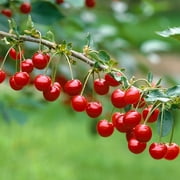 Brighter Blooms - Montmorency Cherry, 3-4 ft. - No Shipping to AK, AZ, CA, CO, HI, ID, OR, WA