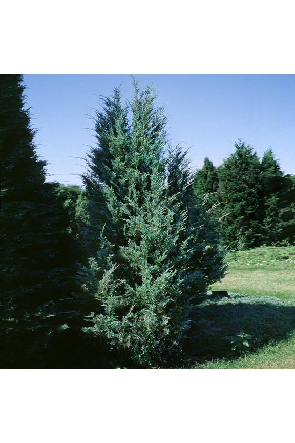 - Moonglow Juniper Tree, 1-2 ft. - No Shipping to AK, AZ, CA, HI