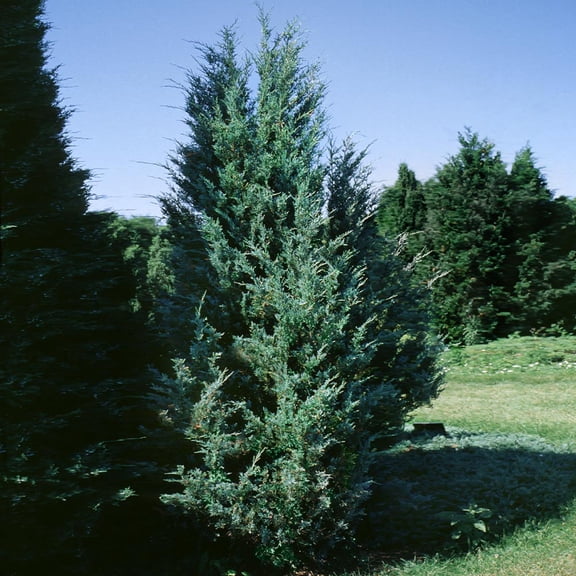 Brighter Blooms - Moonglow Juniper Tree, 2-3 ft. - No Shipping to AK, AZ, CA, HI