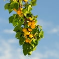 thumbnail image 1 of Brighter Blooms - Moorpark Apricot Tree, 3-4 ft. - No Shipping to AK, AL, AZ, CA, CO, HI, ID, LA, OR, WA, 1 of 3