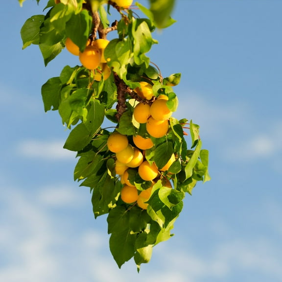 Brighter Blooms - Moorpark Apricot Tree, 3-4 ft. - No Shipping to AK, AL, AZ, CA, CO, HI, ID, LA, OR, WA