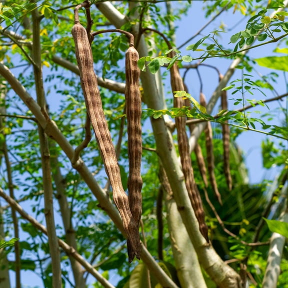 Brighter Blooms - Moringa Tree, 4-5 ft. - No Shipping To AK, AZ, HI