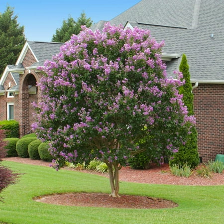 Brighter Blooms - Muskogee Crape Myrtle Tree, 5-6 ft. - No Shipping to AK, AZ, HI, OR