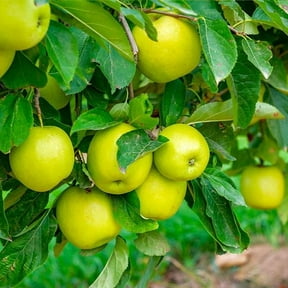 Brighter Blooms - Mutsu (Crispin) Apple Tree, 5-6 ft. - No Shipping to AK, AZ, CA, HI, ID, OR, WA