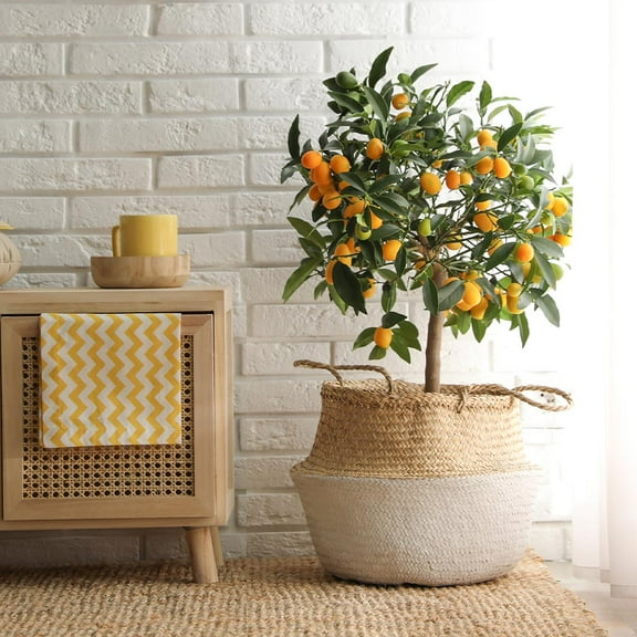 Brighter Blooms - Nagami Kumquat Tree, 2-3 ft. - No Shipping to AK, AL, AZ, CA, FL, GA, HI, LA, MS, OR, TX