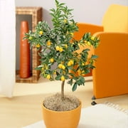 Brighter Blooms - Nagami Kumquat Tree, 2-3 ft. - No Shipping To AL, AZ, CA, FL, GA, LA, OR, and TX