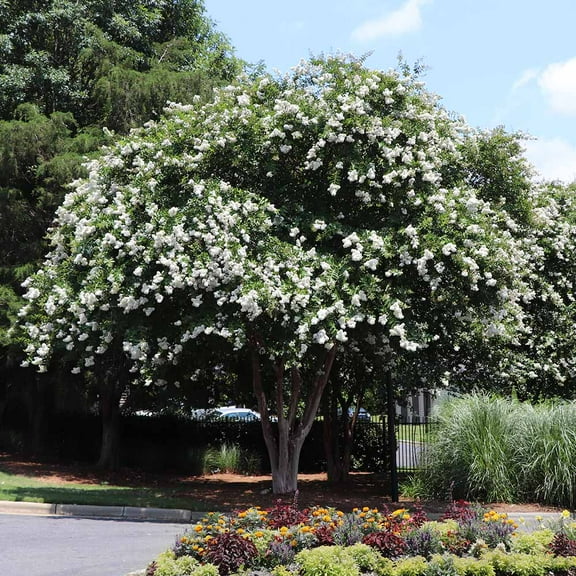 Brighter Blooms - Natchez Crape Myrtle Tree, 5-6 ft. - No Shipping To AK, AZ, HI, OR