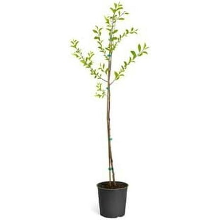 Brighter Blooms - North Star Cherry, 4-5 ft. - No Shipping To AK, AZ, CA, CO, HI, ID, OR, WA