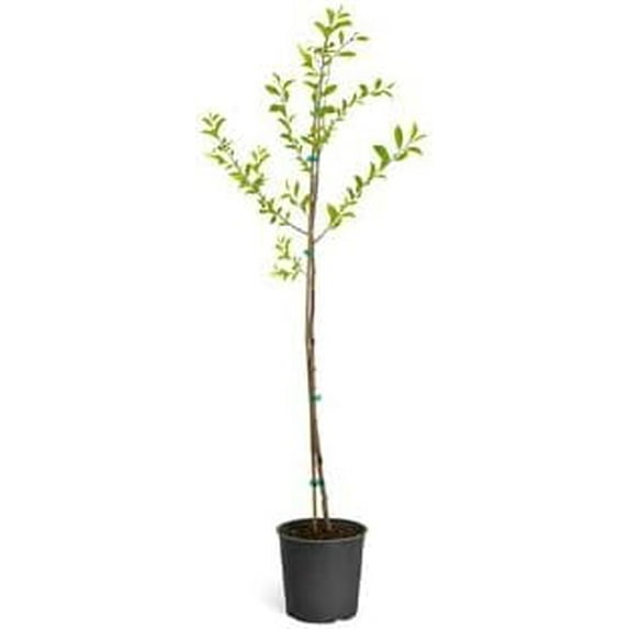 Brighter Blooms - North Star Cherry, 4-5 ft. - No Shipping To AK, AZ, CA, CO, HI, ID, OR, WA