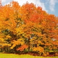 thumbnail image 1 of Brighter Blooms - Northern Red Oak Tree, 6-7 ft. - No Shipping To AK, AZ, CA, FL, HI, LA, OR, WI, 1 of 4