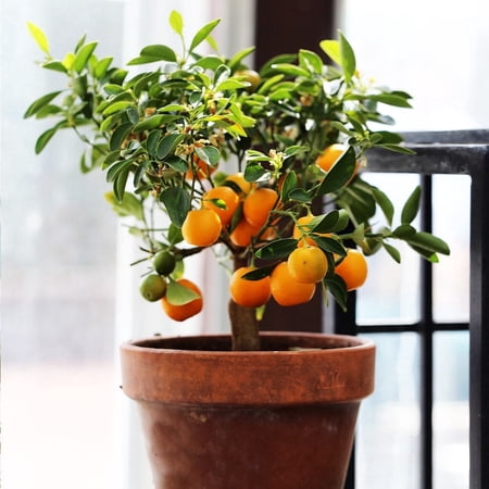Brighter Blooms - Clementine Tree, 3-4 ft. - No Shipping to AK, AL, AR, AZ, CA, FL, GA, HI, LA, MS, OR, TX