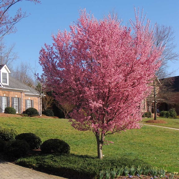 Brighter Blooms - Okame Cherry Tree, 5-6 ft. - No Shipping to AK, AZ, CA, CO, HI, ID, OR, WA