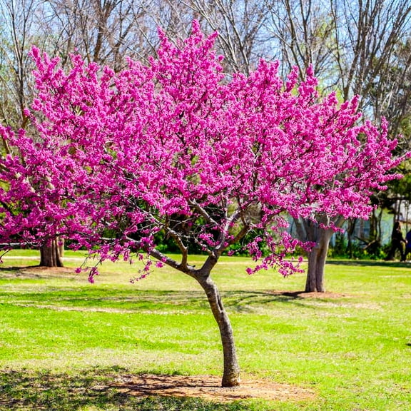 Brighter Blooms - Oklahoma Redbud Tree, 4-5 ft. - No Shipping to AK, AZ, HI, OR