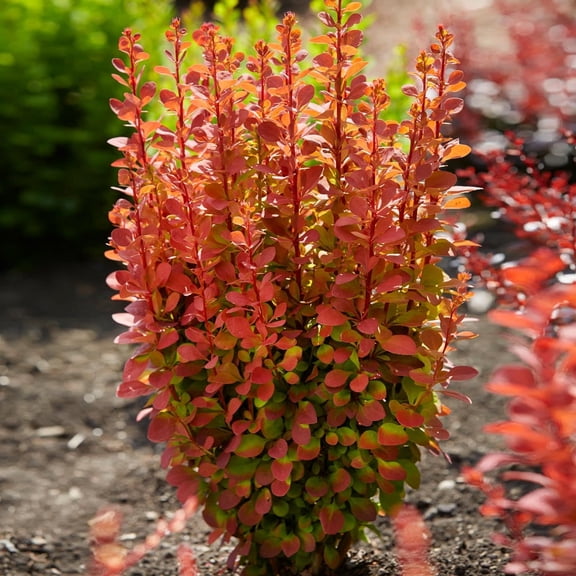 Brighter Blooms - Southern Living Orange Rocket Barberry Shrub, 1 gal - No Shipping to AK, AZ, HI, IN, MA, ME, MI, ND, NH, NY, PA, WA, WV