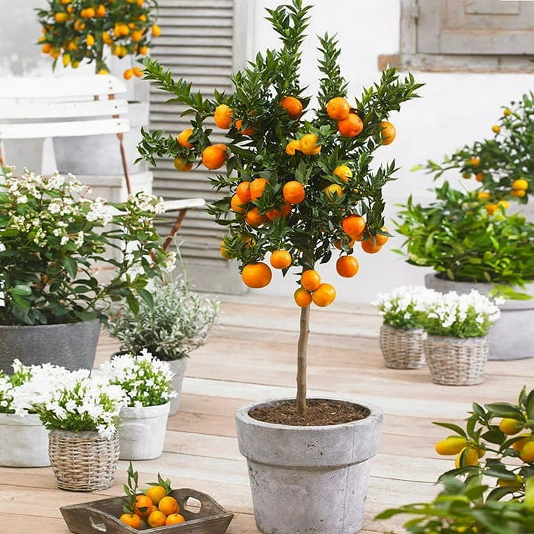 Brighter Blooms - Owari Satsuma Mandarin Tree, 4-5 ft. - No