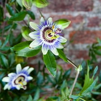 Brighter Blooms - Passion Fruit Vine, 1 gal - No Shipping to AK, AZ, HI