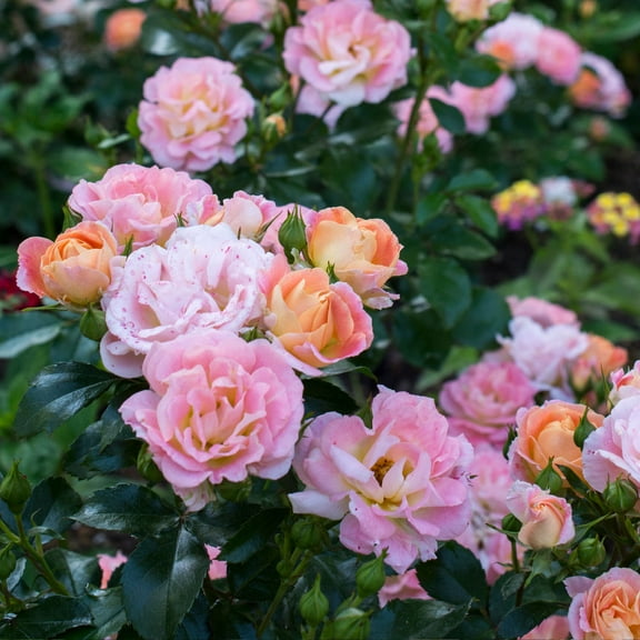 Brighter Blooms - Peach Drift Rose, 3 gal - No Shipping to AK, AZ, HI