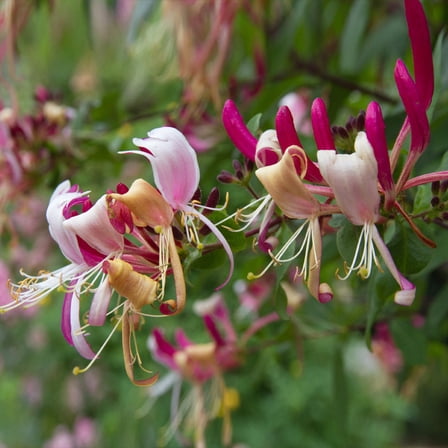 Brighter Blooms - Peaches & Cream Honeysuckle Vine, 2 gal - No Shipping to AK, AZ, HI