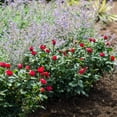 thumbnail image 1 of Brighter Blooms - Petite Knock Out® Rose, 2 Quart - No Shipping to AK, AZ, HI, 1 of 5