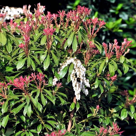 Brighter Blooms - Pieris Mountain Fire Plant, 3 gal. - No Shipping To AK, AZ, HI