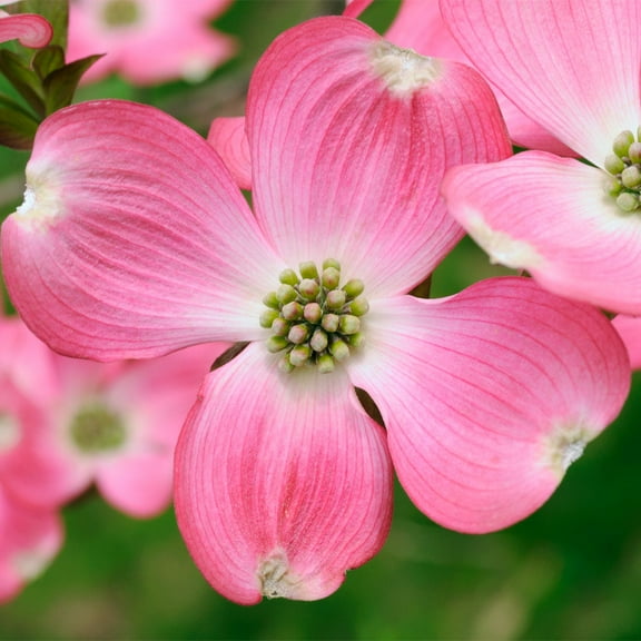 Brighter Blooms - Pink Dogwood Tree, 3-4 ft. - No Shipping to AK, AZ, FL, HI