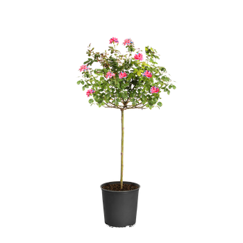 Brighter Blooms - Pink Knock Out Rose Tree, 3-4 ft. - No Shipping To AZ