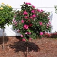 thumbnail image 1 of Brighter Blooms - Pink Knock Out® Rose Tree, 3-4 ft. - No Shipping to AK, AZ, HI, 1 of 7