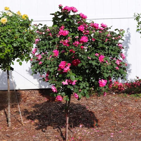 Brighter Blooms - Pink Knock Out® Rose Tree, 3-4 ft. - No Shipping to AK, AZ, HI