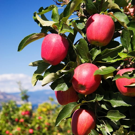 Brighter Blooms - Pink Lady® Apple Tree, 5-6 ft. - No Shipping to AK, AZ, CA, HI, ID, OR, WA