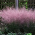 thumbnail image 1 of Brighter Blooms - Pink Muhly Grass, 3 Gal. - No Shipping To AK, AZ, HI, 1 of 6