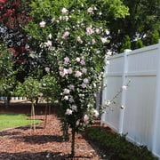 Brighter Blooms - Pink Rose of Sharon Althea Tree, 3-4 ft. - No Shipping to AK, AZ, CA, HI, OR