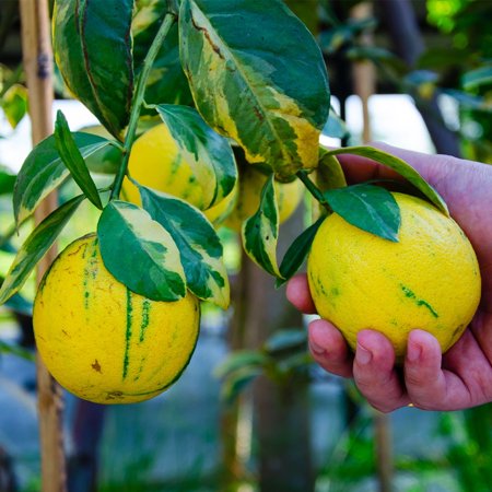 Brighter Blooms - Pink Variegated Eureka Lemon Bush, 1 gal - No Shipping to AK, AL, AZ, CA, FL, GA, HI, LA, MS, OR, TX