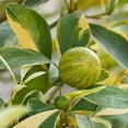 thumbnail image 1 of Brighter Blooms - Pink Variegated Eureka Lemon Tree, 3-4 ft. - No Shipping To AK, AL, AZ, CA, FL, GA, HI, LA, MS, OR, TX, 1 of 4