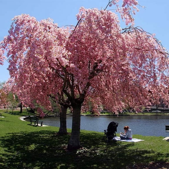 Brighter Blooms - Double Pink Weeping Cherry Tree, 3-4 ft. - No Shipping to AK, AZ, CA, CO, HI, OR, WA