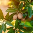 thumbnail image 1 of Brighter Blooms Plant Seeds 1 Sapodilla Tree Plant Seeds, Attractive Oval Fruit, Glossy Green Leaves, 1 of 1