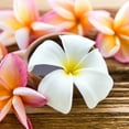 thumbnail image 1 of Brighter Blooms - Plumeria, 1 gal. - No Shipping To AK, AZ, HI, 1 of 3
