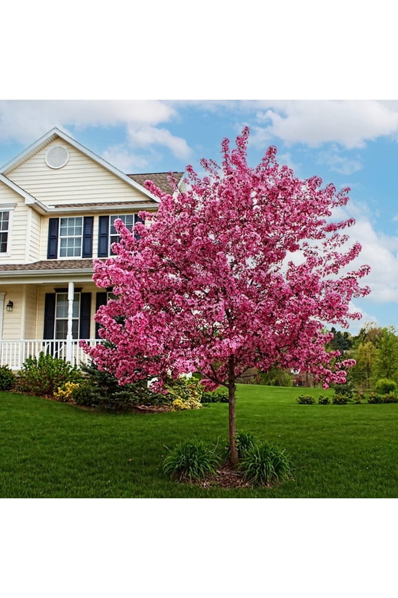 - Prairifire Crabapple Tree, 5-6 ft. - No Shipping to AK, AZ, CA, HI, ID, OR, WA