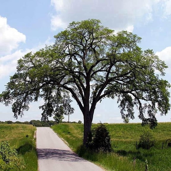Brighter Blooms - Princeton American Elm Tree, 4-5 ft. - No Shipping to AK, AZ, HI