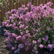 Brighter Blooms - Proven Winners  Bloomerang  Lilac Shrub, 1 Quart - No Shipping to AK, AZ, HI
