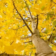 Brighter Blooms - Quaking Aspen Tree, 6-7 ft. - No Shipping to AK, AZ, HI
