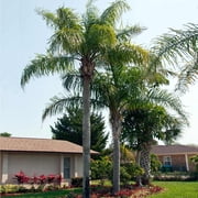 Brighter Blooms - Queen Palm, 3-4 ft. - No Shipping to AK, AZ, CA, HI, TX