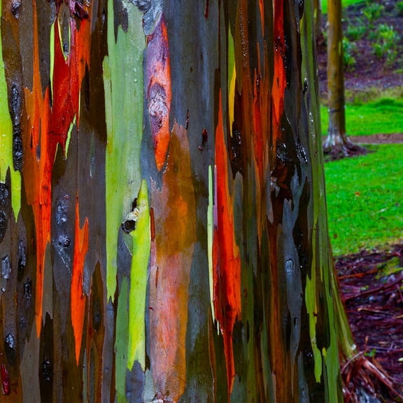 Brighter Blooms - Rainbow Eucalyptus Tree, 2-3 ft. - No Shipping to AK, AZ, HI, OR
