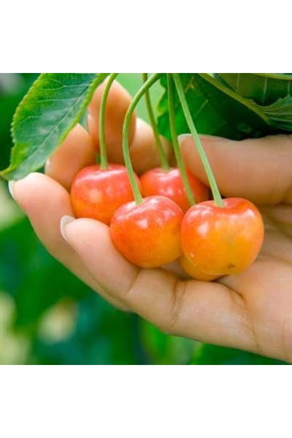 - Rainier Cherry Tree, 4-5 ft. - No Shipping To AK, AZ, CA, CO, HI, ID, OR, WA