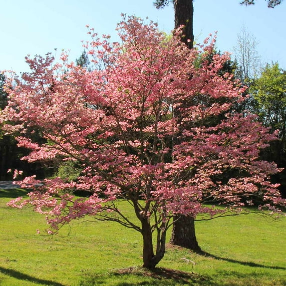 Brighter Blooms - Red Dogwood Tree, 3-4 ft. - No Shipping to AK, AZ, FL, HI