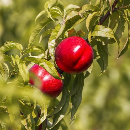 Brighter Blooms - Red Gold Nectarine Tree, 4-5 ft. - No Shipping to AK, AL, AR, AZ, CA, CO, HI, ID, LA, MS, OR, WA
