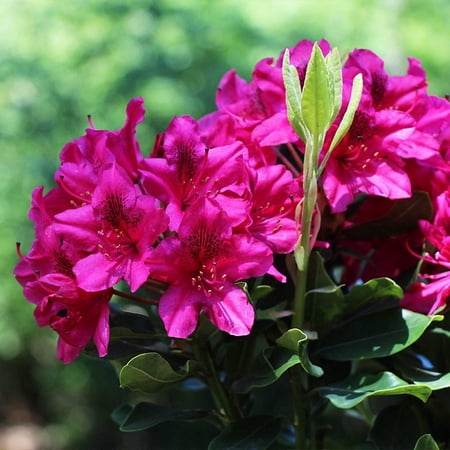 Brighter Blooms - Red Rhododendron Shrub, 3 Gal. - No Shipping To AK, AZ, HI
