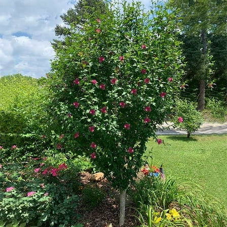 Brighter Blooms - Lucy Rose of Sharon Althea Tree, 4-5 ft. - No Shipping to AK, AZ, HI, OR