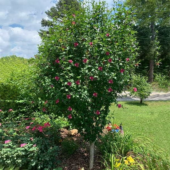 Brighter Blooms - Lucy Rose of Sharon Althea Tree, 4-5 ft. - No Shipping to AK, AZ, HI, OR